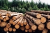 Industrial woodchipping will put an end to the illegal logging
