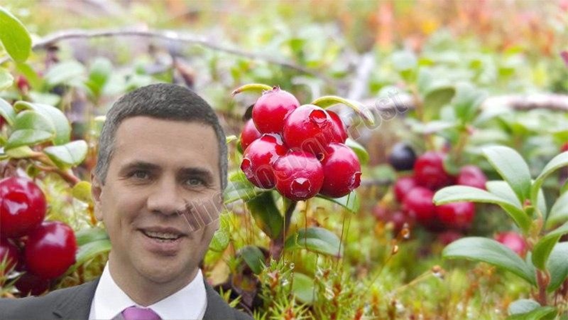 Yerkulov attracts berries with "Magnit"